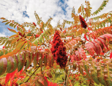The Sour Power of Sumac Image